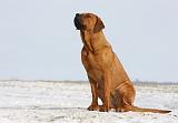 TOSA INU 216